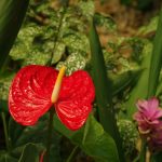 Photo Edible wild plants