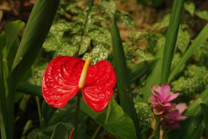 Photo Edible wild plants