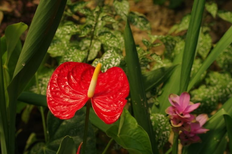 Photo Edible wild plants