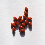 Photo probiotic properties