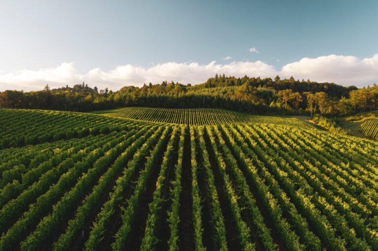 Photo farmland investment